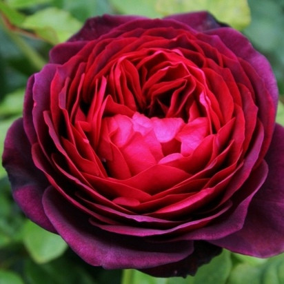 Саджанці паркової троянди Астрід Графиня фон Харденберг (Astrid Grafin von Hardenberg)