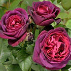 Саджанці кущової троянди Астрід Графиня фон Харденберг (Rose Astrid Grafin von Hardenberg), фото 2
