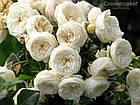 Саджанці кущової троянди Артеміс (Rose Artemis), фото 4