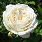 Саджанці кущової троянди Артеміс (Rose Artemis), фото 3