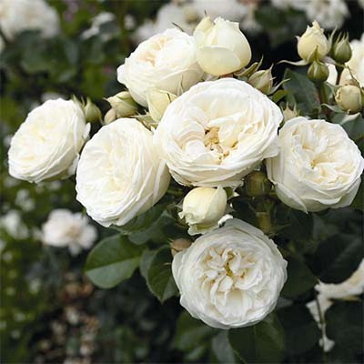 Саджанці кущової троянди Артеміс (Rose Artemis)
