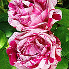 Саджанці паркової троянди Фердинанд Пічард (Ferdinand Pichard), фото 3
