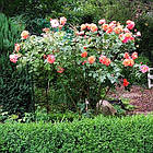 Саджанці паркової троянди Вестерленд (Westerland), фото 3