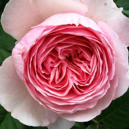 Саджанці англійської троянди Джеф Гамільтон (Rose Geoff Hamilton), фото 1