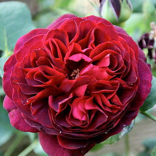 Саджанці англійської троянди Манстед Вуд (Rose Munstead Wood)