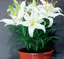 Лілія кімнатна