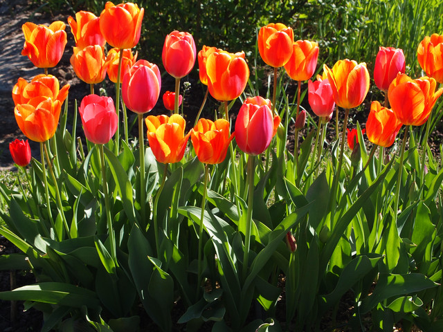 Тесло розпушувач для роботи в саду