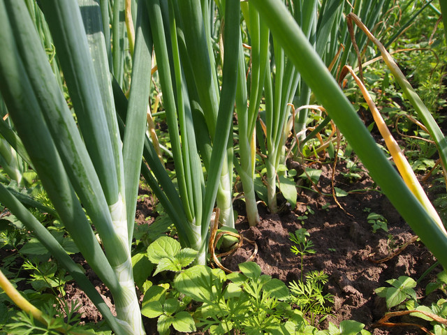 Тесло розпушувач для роботи в городі