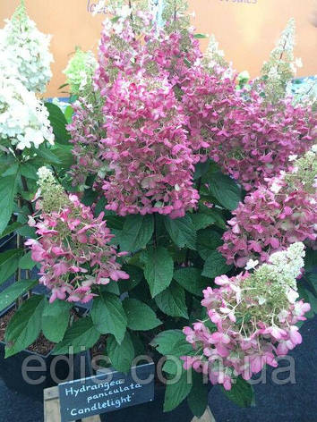 Гортензія Candlelight (Кенделлайт) волотиста в контейнері 0,5 л, фото 1