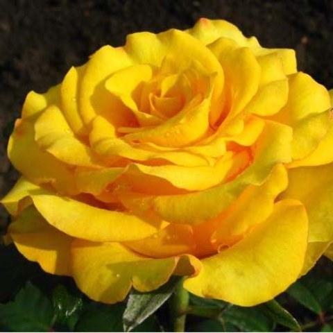 Роза чайно-гибридная Керио - фото 1 - id-p39107743