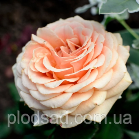 Троянда чайно-гібридна Кінгс Прайд