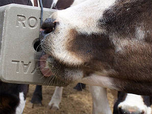 Сіль-лізунець CALPHOS BLOCK 5 кг. для високопродуктивних молочних корів і коз