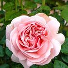 Саджанці чайно-гібридної троянди Афродіта (Rose Aphrodita), фото 2