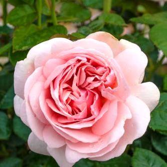 Саженцы чайно-гибридной розы Афродита (Rose Aphrodita) - фото 2 - id-p863139110