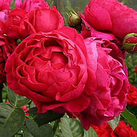 Саженцы чайно-гибридной розы Аскот (Rose Ascot)