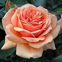 Саженцы чайно-гибридной розы Ашрам (Rose Ashram)