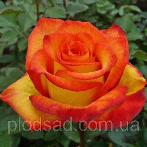 Троянда чайно-гібридна Ліна