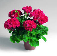 Пеларгонія