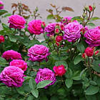 Саджанці чайно-гібридної троянди Біг Перпл (Rose Big Purple), фото 3
