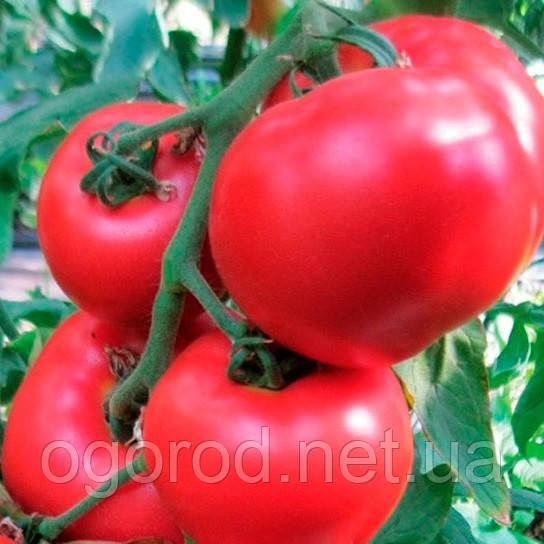 Хані Мун F1 10 шт насіння томату високорослого рожевого Clause, Франція