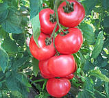 Хані Мун F1 10 шт насіння томату високорослого рожевого Clause, Франція, фото 4