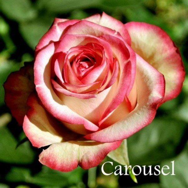 Саджанці чайно-гібридної троянди Карусель (Rose Carousel), фото 1