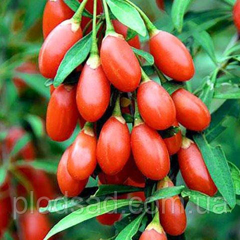 Годжі Біг Беррі