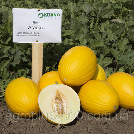 Насіння Диня Агасі F1 поштучне10 насіння Kitano Seeds, фото 1