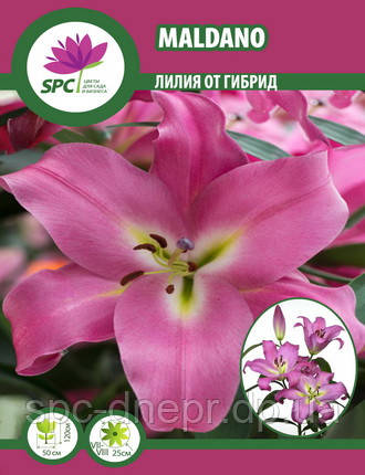 Лілія ОТ гібрид Maldano