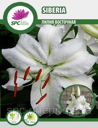 Лілія східна Siberia, фото 2