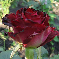 Саженцы чайно-гибридной розы Госпел (Rose Gospel)