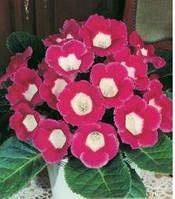 Глоксинія Blanche de Meru 5/6