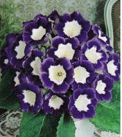 Глоксинія Hollywood 5/6