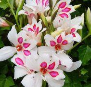 Гладіолус Нанус Princ Claus 8/10, фото 1