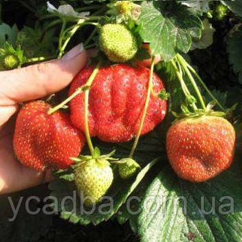 Полуниця Гігант Джорней (середня)