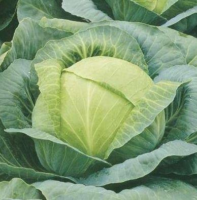 Насіння капусти Харківське зимове 0,5 кг. Пізня., фото 1