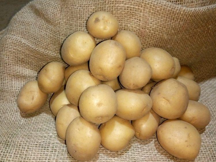 Картопля Рив'єра 1 репродукції 2.5 кг.