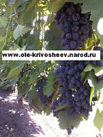 Саджанці винограду Атос