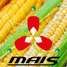 Насіння кукурудзи ДН Гарант від "МАІС", фото 2