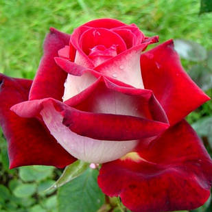 Саджанці чайно-гібридної троянди Люксор (Rose Luxor)