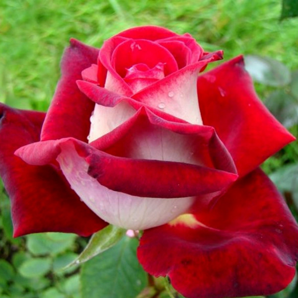 Саженцы чайно-гибридной розы Люксор (Rose Luxor) - фото 1 - id-p643968831