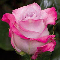 Саджанці чайно-гібридної троянди Малібу (Rose Malibu)