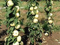 Саджанці колоноподібної яблуні ПРЕЗИДЕНТ літнього терміну дозрівання (дворічний)