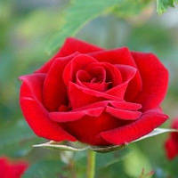 Саженцы чайно-гибридной розы Преферанс (Rose Preference)