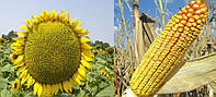 Семена кукурузы НС 2014 стандарт