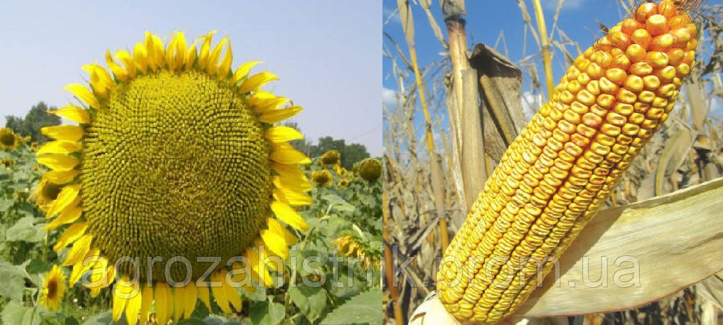 Семена кукурузы НС 2014 экстра - фото 1 - id-p864530978
