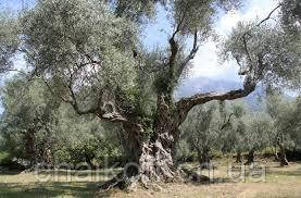 Масло оливковое Pietro Coricelli Olio Extra Vergine 1000 мл (Италия) - фото 6 - id-p864869178