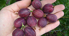 Крижівник Аристократ середній