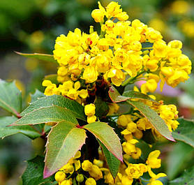Саджанці Могонії Падобулистої