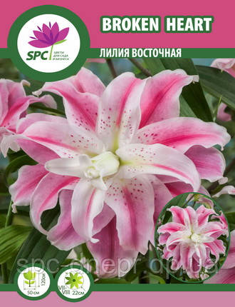 Лілія східна махрова Broken Heart, фото 2